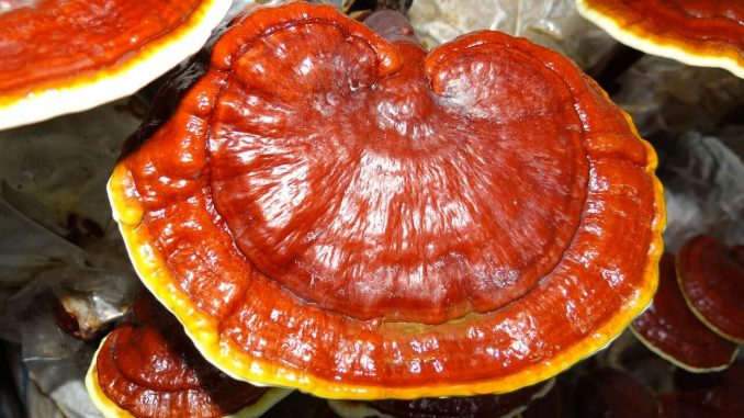 benefits of reishi mushroom